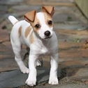 jeune jack russel à poil lisse vu de face