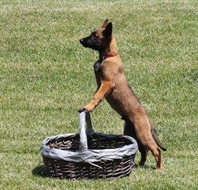 ur l'anse d'un panier en osier posé sur l'herbe