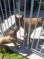 i est derrière la grille du box d'un chenil.