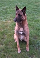 un berger malinois assi sur l'herbe vu de face.