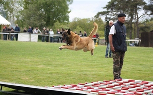 erger malinois saute par dessus un long obstacle de barres rouges et blanches le maitre restant au garde à vous à coté de l'obstacle, seul le regard suit la progression du chien.